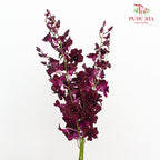 Dendrobium Orchid Dark Purple (XL) - (5 Stems)