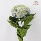 Hydrangea Multi Petals Green Purple / Per Stem - Pudu Ria Florist Southern