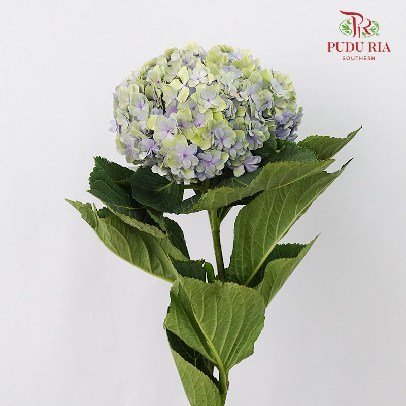 Hydrangea Multi Petals Green Purple / Per Stem - Pudu Ria Florist Southern