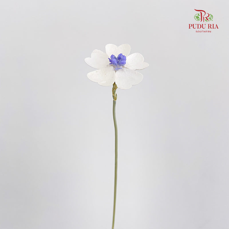 Dry Violet Love Shape - Center Purple