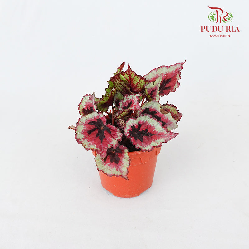 Begonia Rex #3
