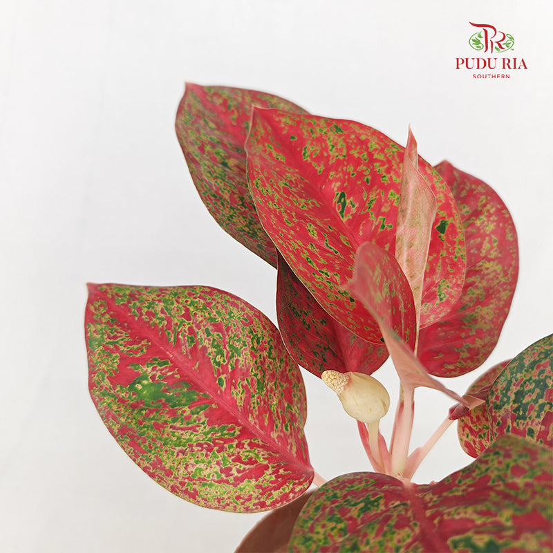 Aglaonema Stardust