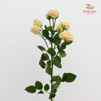 Rose Spray Zephyr - (8-10 Stems)