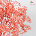 Preservative Baby Breath - Coral