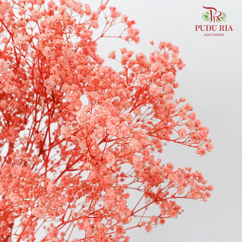 Preservative Baby Breath - Coral