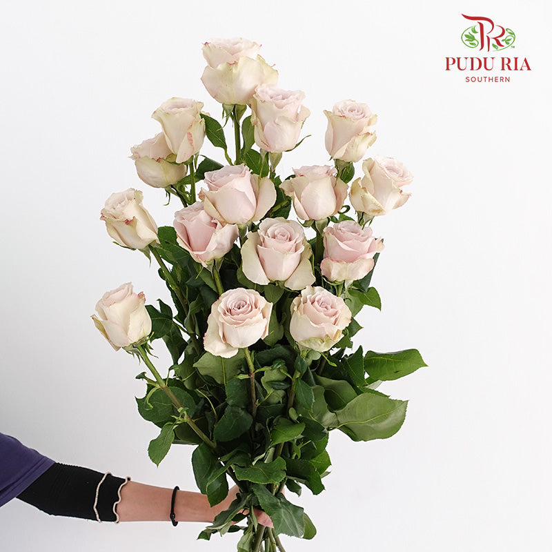 Rose Swan - (15 Stems)