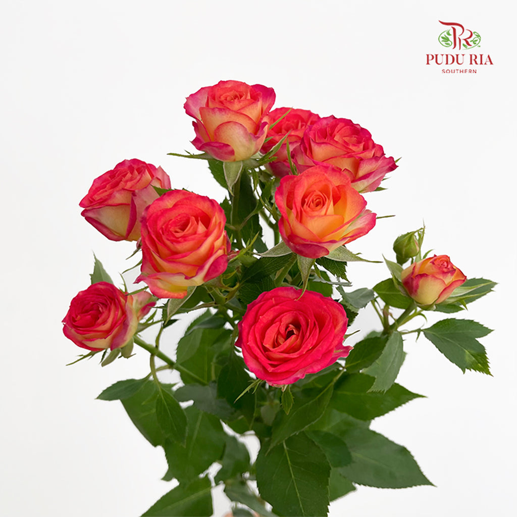 Rose Spray Yellow/Orange 杏色蕾丝多头玫瑰 - (8-10 Stems)