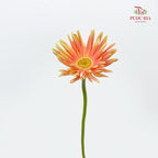 Gerbera Pasta Pink 卷邊非洲菊 - (8-10 Stems)