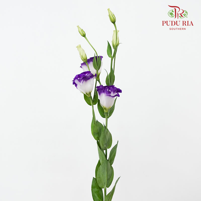 Eustoma Purple - (12-15 Stems)