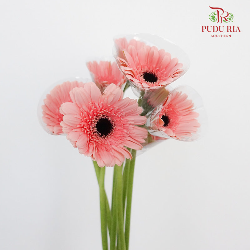 Gerbera Light Pink (8-10 Stems) - Pudu Ria Florist Southern