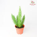 Asparagus Meyeri - Pudu Ria Florist Southern