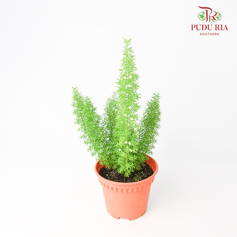 Asparagus Meyeri - Pudu Ria Florist Southern