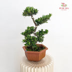 Podocarpus Ju Hua