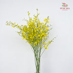 Dancing Lady Yellow Lips (XL) - (Per Bundle)