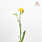 Freesia Yellow - (Per Bundle)