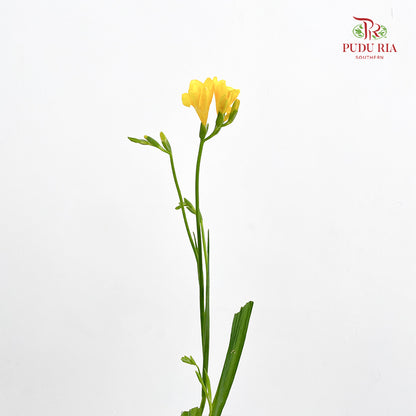 Freesia Yellow - (Per Bundle)