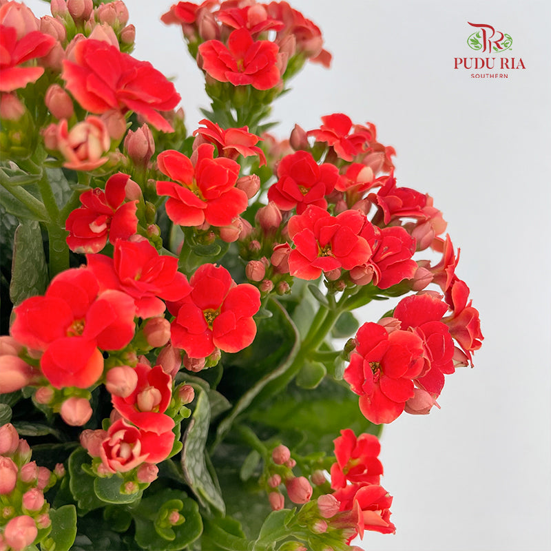 Kalanchoe Mixed (M)