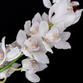 Cymbidium Orchids AAA White - (Per Stem)