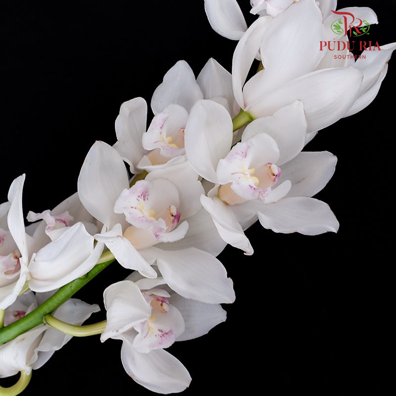 Cymbidium Orchids AAA White - (Per Stem)
