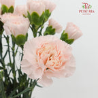 Carnation Liu Guang 流光康乃馨- (18-20 Stems)