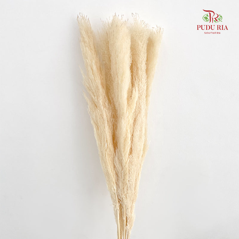 Dry Pampas Natural - Cream