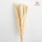 Dry Pampas Natural - Cream