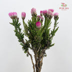 Phaenocoma Prolifera - (Per Bundle)