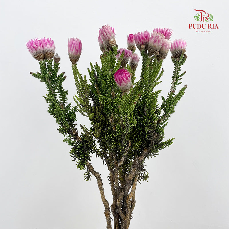 Phaenocoma Prolifera - (Per Bundle)