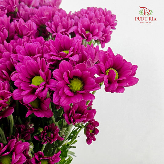 Chrysanthemum Santini / Calimero Mini Daisy Dark Purple