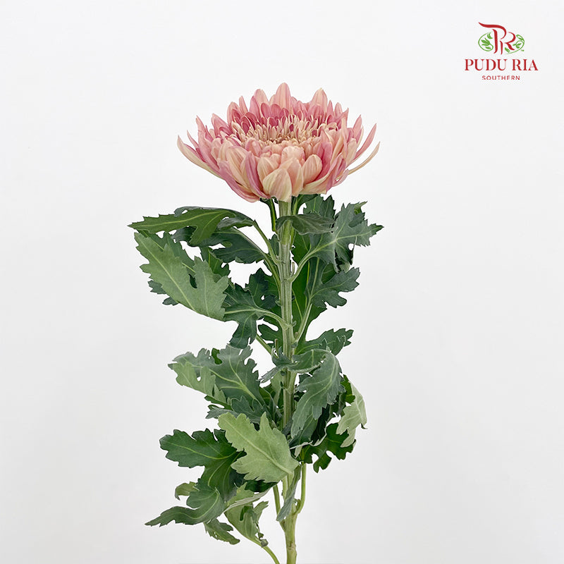 Net Mum Chrysanthemum Dark Pink 深粉色网菊 - (5-6 Stems)