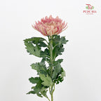 Net Mum Chrysanthemum Dark Pink 深粉色网菊 - (5-6 Stems)
