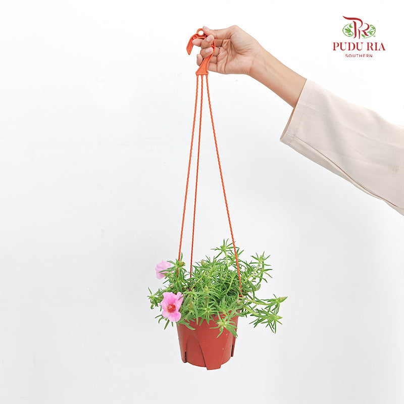 Portulaca Grandiflora (Japanese Rose)