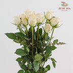 Rose Pisces - (8-10 Stems)