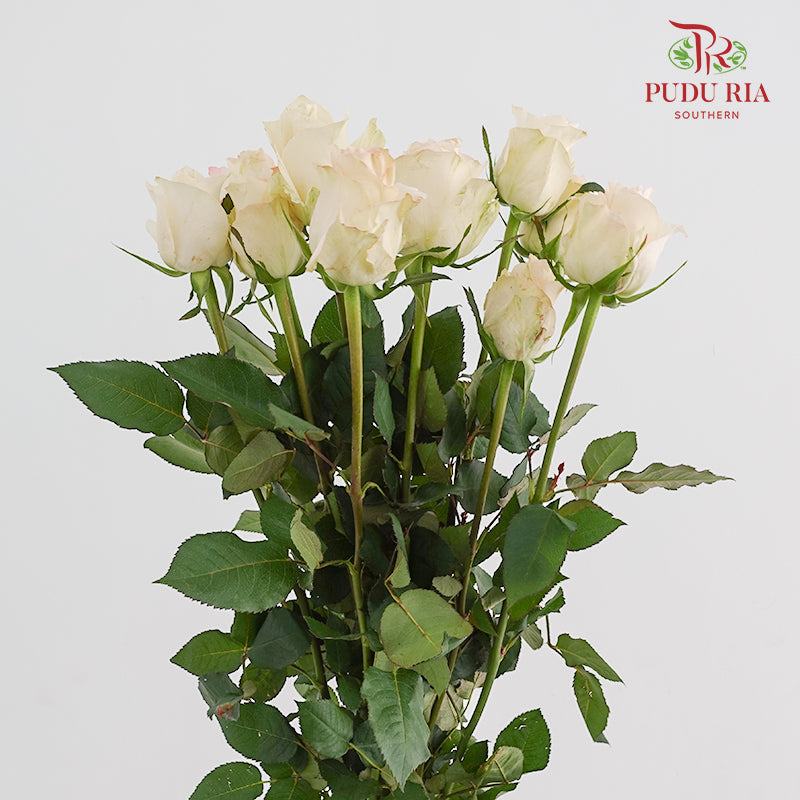 Rose Pisces - (8-10 Stems)