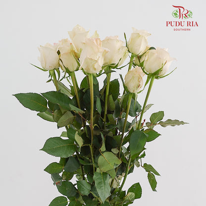 Rose Pisces - (8-10 Stems)