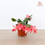 Schlumbergera P120
