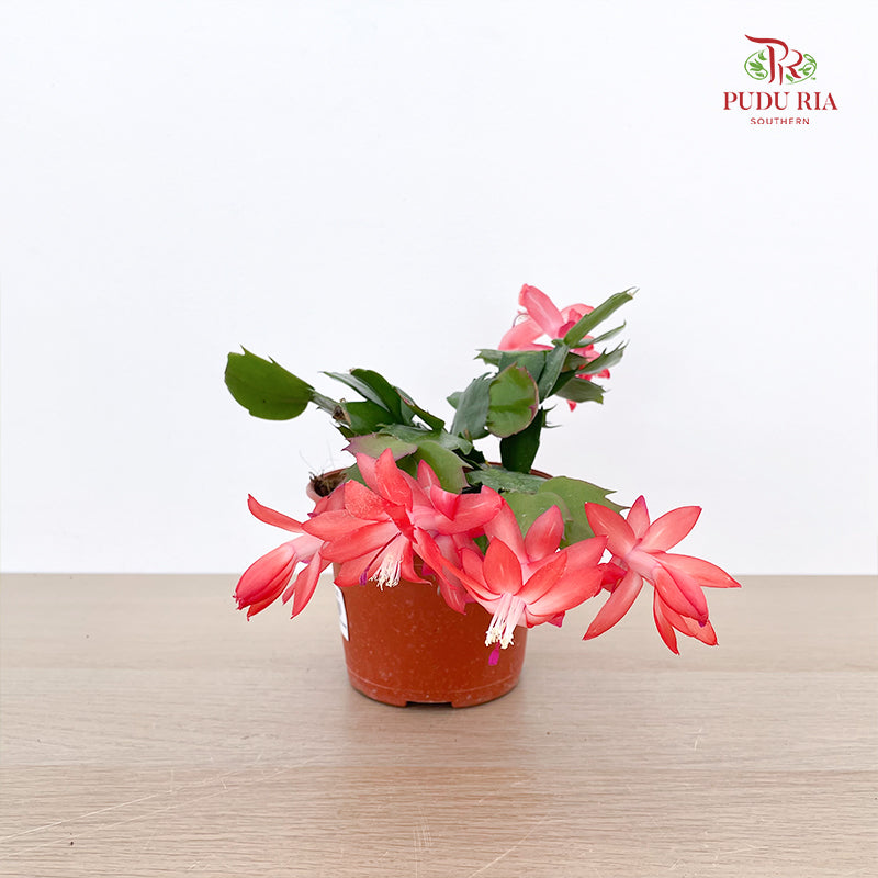 Schlumbergera P120