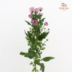 Chrysanthemum Calimero Pompom Rossi Splendid - (10-12 Stems)
