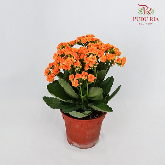 Kalanchoe 万紫千红