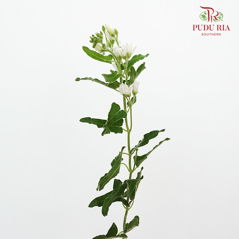 Oxypetalum White - (Per Bunch) - Pudu Ria Florist Southern