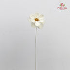 Dry New Wax Flower - White