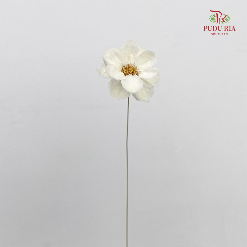 Dry New Wax Flower - White