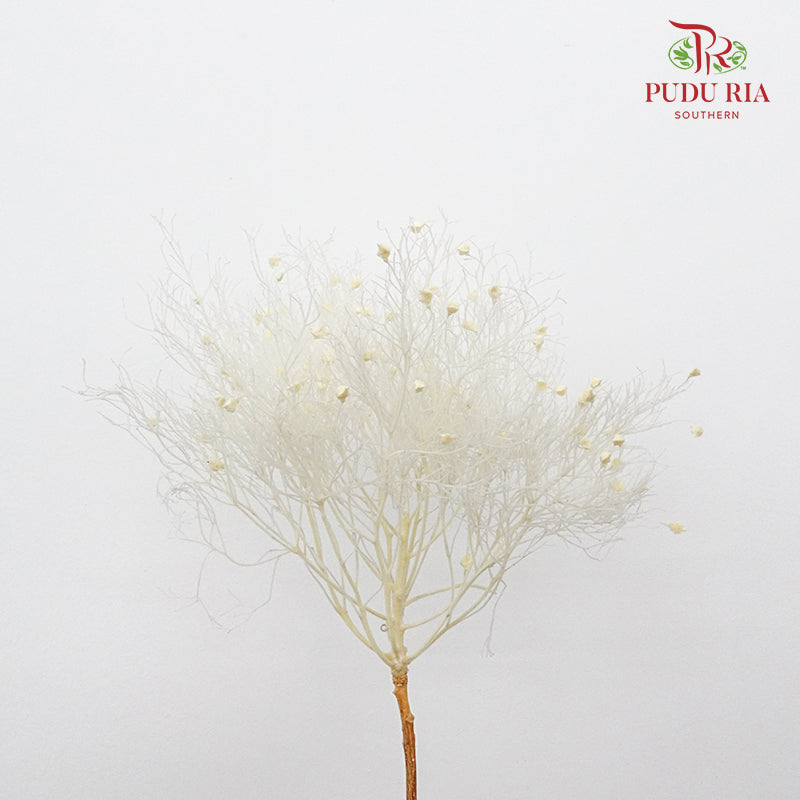 Dry Dream Grass White - Pudu Ria Florist Southern