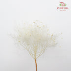 Dry Dream Grass White - Pudu Ria Florist Southern