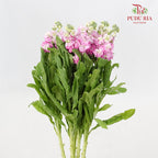 Matthiola Light Pink - 5 Stems - Pudu Ria Florist Southern