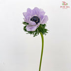 Anemone Hupehensis Purple 银莲花 - (Per Bundle)