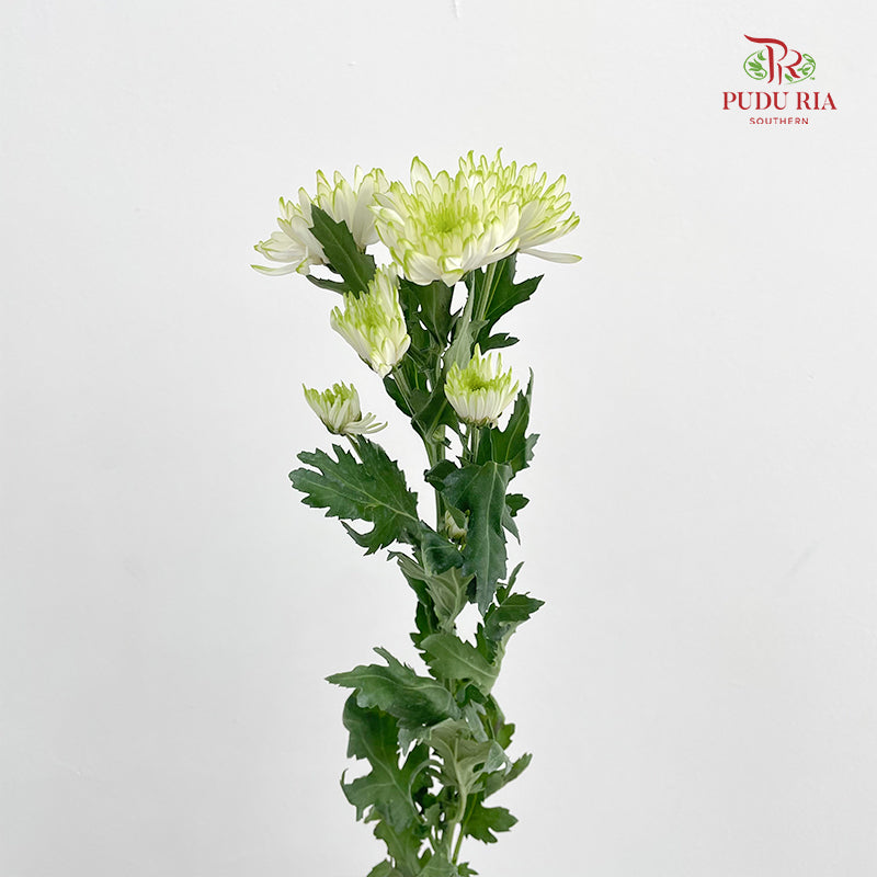 Chrysanthemum Pompom Green 1 - (10-12 Stems)