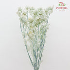 Dry Safflower - Soft Mint