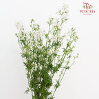 Delphinium Grandiflorum White飞燕草 - (2 Stems)