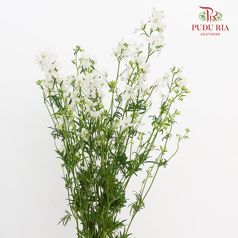 Delphinium Grandiflorum White飞燕草 - (2 Stems)